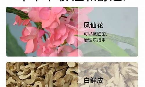 凤仙花抑菌液功效-凤仙花抑菌液能治灰指甲吗