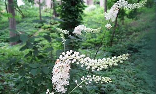 升麻 本草-升麻草本抑菌液的功效